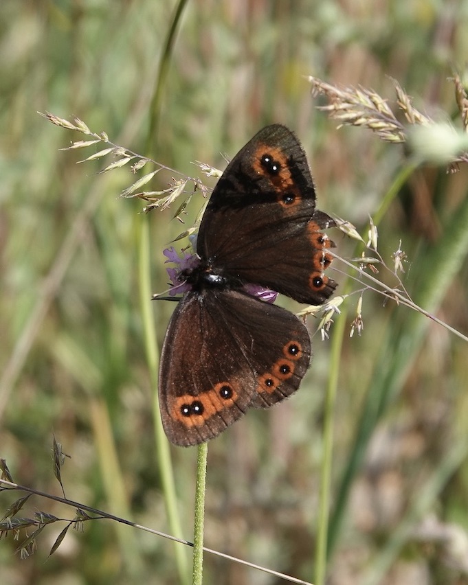 Chapman's ringlet